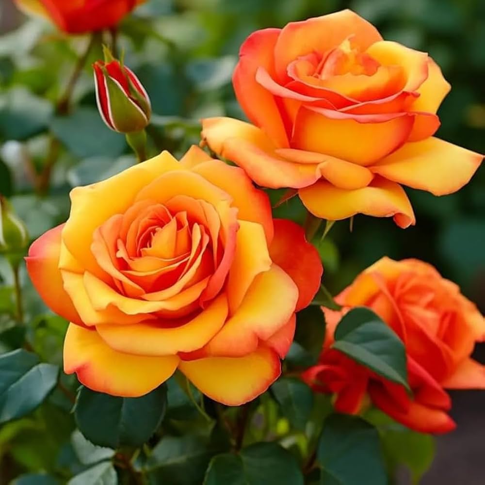Orange Yellow Rose Flower seeds for Planting Drought Tolerant Heirloom & GMO Free Seeds for Home Garden 
 
 Sale