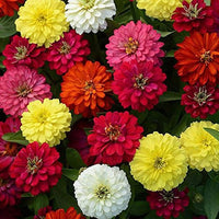 Mixed Helichrysum Flower seeds for Planting - Long Bloom Season, Heirloom & GMO Free Seeds for Home Garden