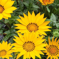 Gazania Yellow Seeds for Bright Yellow Gazania Flowers