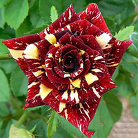 Marron Cream Rose Flower seeds for Planting Cut Flower Favorite Heirloom & GMO Free Seeds for Home Garden 
 
 Sale