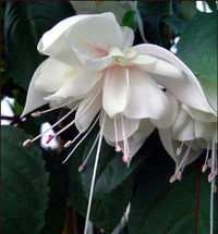 White Fuchsia Hybrida Flower Seeds for Planting – Cut Flower Favorite Heirloom & NonGMO Seeds for Home Garden
 
 Sale