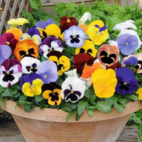 Purple White Pansy Flower seeds for Planting Wildflower Mix Heirloom & GMO Free Seeds for Home Garden 
 
 Sale