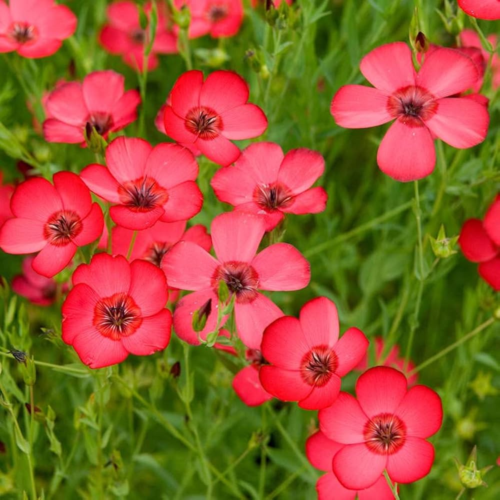 Red Rock Cress Aubrieta Seeds for Planting flowering groundcover rock garden