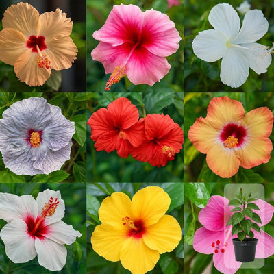 100 Pcs