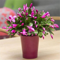 Violet Schlumbergera Seeds for Easy Planting