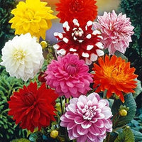 Dahlia mix growing in an outdoor flowering garden