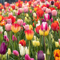 Mixed Tulip bulbs for planting in an outdoor garden