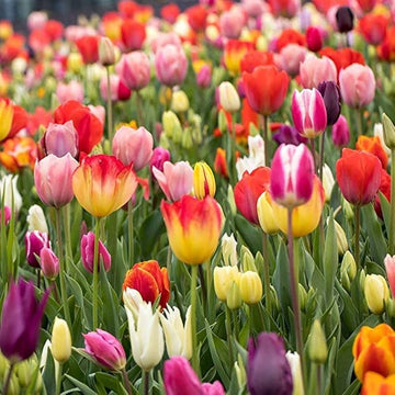 Mixed Tulip bulbs for planting in an outdoor garden