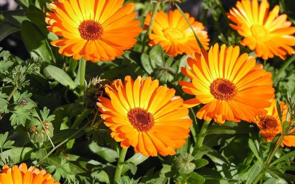 Mixed Colors Fancy Mix Pot Marigold (Calendula Officinalis) Flower Seeds