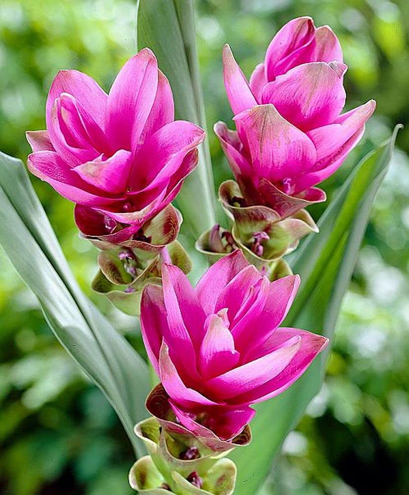 Rhizoma Curcuma Flower Seeds Planting