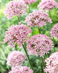 Rosy Garlic Allium Roseum with delicate pink flower clusters
