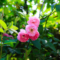 Dream Rose Seeds for Planting Rosa Chinensis romantic garden flower bed