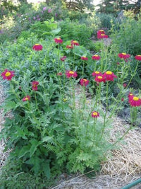 Rose Chrysanthemum Coccineum Seeds for Red, Bold Chrysanthemum Blooms