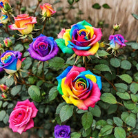 Multicolor ornamental rose flowers enhancing a courtyard landscape


