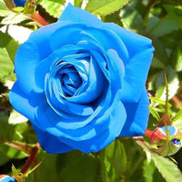 Blue Rose Flower seeds for Planting Wildflower Mix Heirloom & GMO Free Seeds for Home Garden
 
 Sale