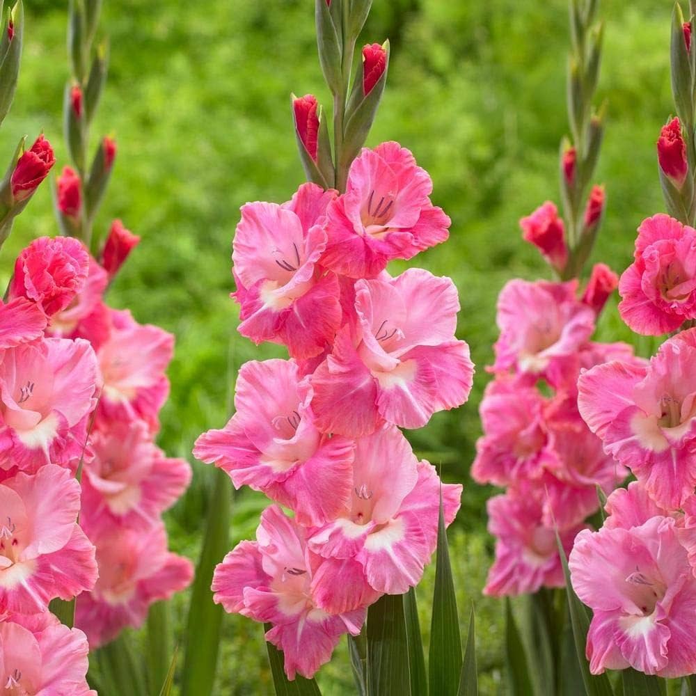 Baby Pink Red Gladiolus Flower Seeds for Planting Long Bloom Season Heirloom & GMO Free Seeds for Home Garden
 
 Sale