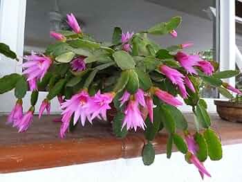 Pink Hatiora Rosea Planting Seeds - Beautiful Perennial Flower Seeds