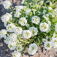 Heirloom White bonnet Flower seeds for Planting Bright Blooms Heirloom & GMO Free Seeds for Home Garden