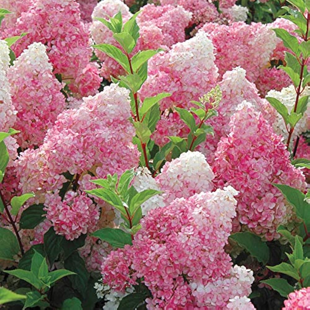 White Pink Hydrangea Seeds Flower seeds for Planting - Sun Loving, Heirloom & GMO Free Seeds for Home Garden