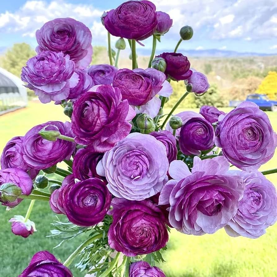 Violet Ranunculus Flower seeds for Planting - Shade Tolerant, Heirloom & GMO Free Seeds for Home Garden
