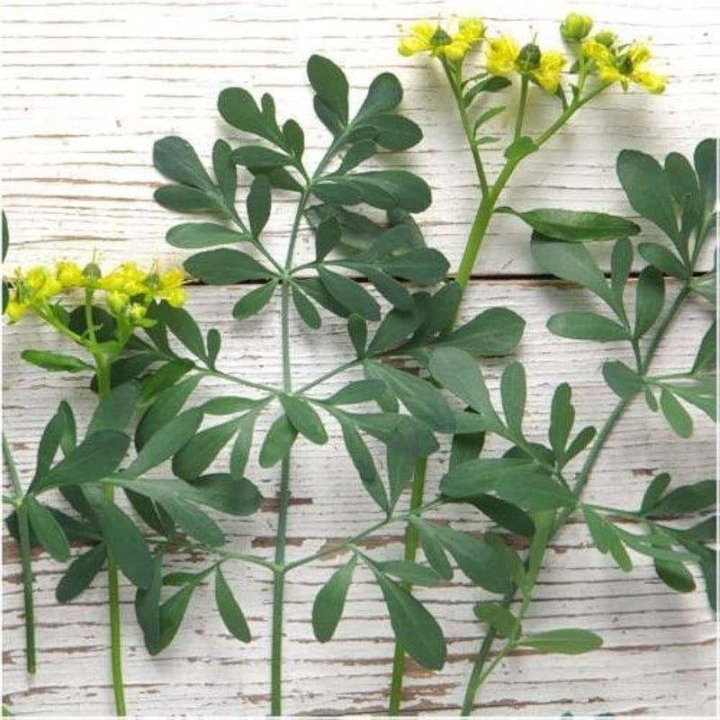 Heirloom Semi Erbe Flower seeds for Planting Drought Tolerant Heirloom & GMO Free Seeds for Home Garden