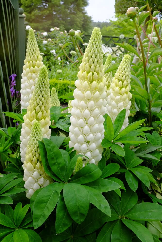 Russell Lupin 'Noble Maiden' adding bright white blooms to a perennial landscape.

