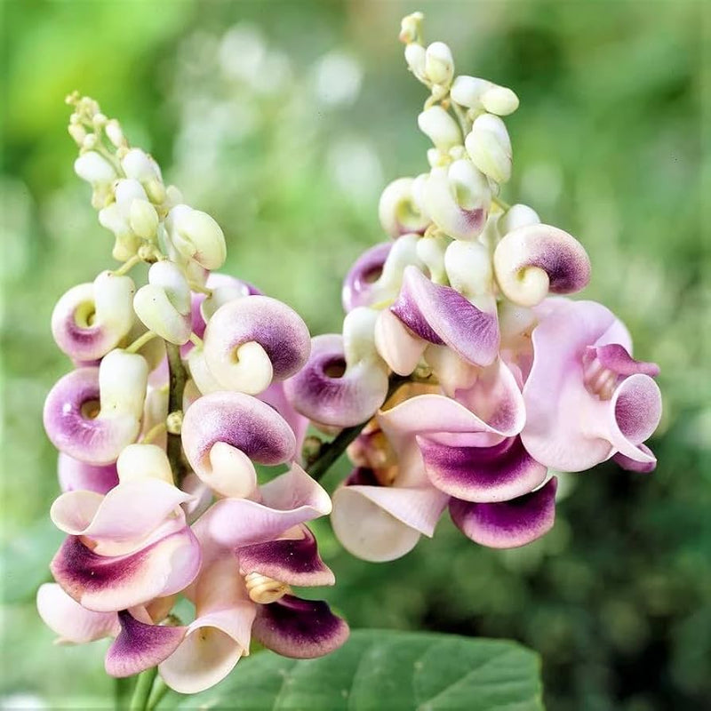 Corkscrew Vine Planting Seeds for Stunning Climbing Blooms