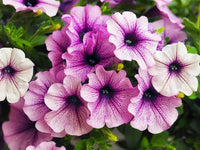 Tritunia Purpurner Sterne Petunia Seeds for Planting Purple Garden Blooms