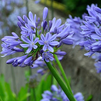 Mix Agapanthus Flower seeds for Planting - Perfect for Borders, Heirloom & GMO Free Seeds for Home Garden