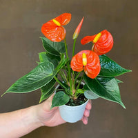 Dark Orange Anthurium Flower Seeds for Planting Vibrant Colors Heirloom & GMO Free Seeds for Home Garden
 
 Sale