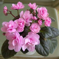 African Violet Flower Seeds Light Pink Flower seeds for Planting - Colorful Display, Heirloom & GMO Free Seeds for Home Garden
 
 Sale for planting in home garden.