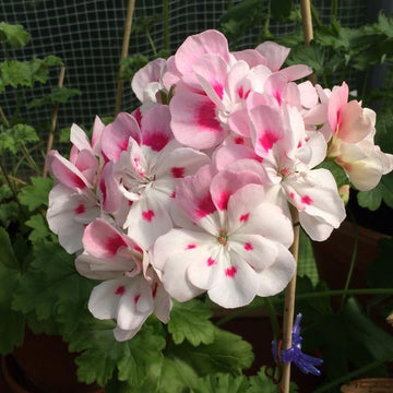 Geranium Flower Seeds for Planting - Vibrant Pink Red Annuals for Your Garden