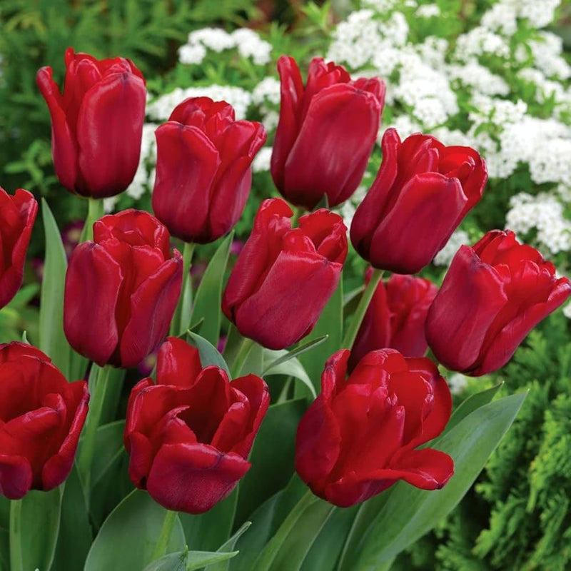 Deep Red Tulip Flower Seeds Bright Blooms Heirloom & GMO Free Seeds for Home Garden
 
 Sale