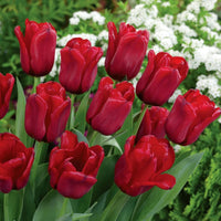 Red Pink Tulip Flower seeds for Planting Sun Loving Heirloom & GMO Free Seeds for Home Garden