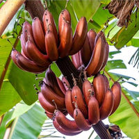 Red Banana Planting Seeds - Grow Exotic Tropical Fruit in Your Garden