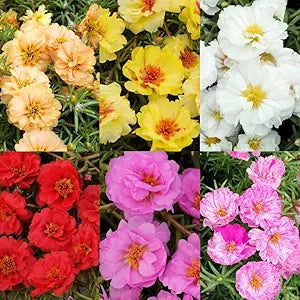 100 Pcs