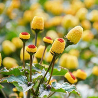Acmella Flower seeds for Planting Garden Favorite Heirloom & GMO Free Seeds for Home Garden