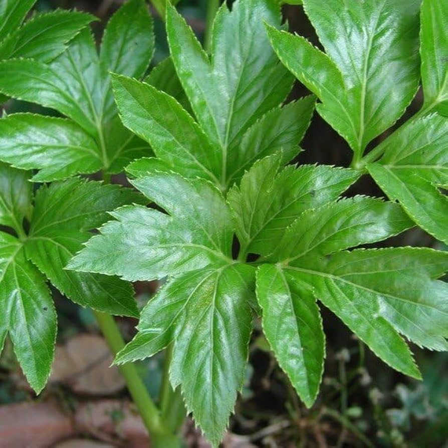 Ashitaba herb plants with upright foliage in a home garden.
