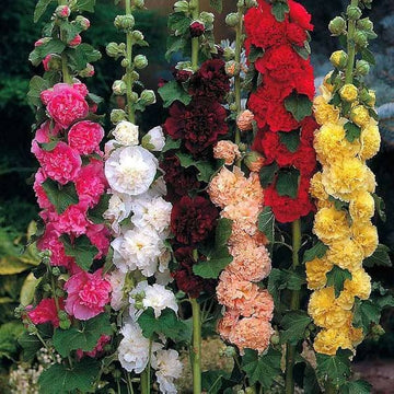 Mixed Hollyhock Double Flower seeds for Planting - Perfect for Borders, Heirloom & GMO Free Seeds for Home Garden