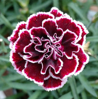 Marron Mix Dianthus Caryophyllus Flower Seeds for Planting Perfect for Borders Heirloom & GMO Free Seeds for Home Garden
 
 Sale