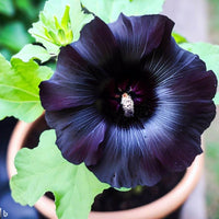 Hollyhock Flower Alcea rosea Seeds for Planting urban garden home garden