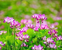 Astragalus Sinicus Flower seeds for Planting Vibrant Colors Heirloom & GMO Free Seeds for Home Garden