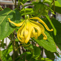 Odorata Flower seeds for Planting - Cut Flower Favorite, Heirloom & GMO Free Seeds for Home Garden
 
 Sale for planting in home garden.