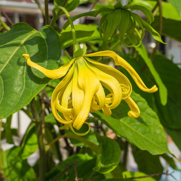Odorata Flower seeds for Planting - Cut Flower Favorite, Heirloom & GMO Free Seeds for Home Garden
 
 Sale for planting in home garden.
