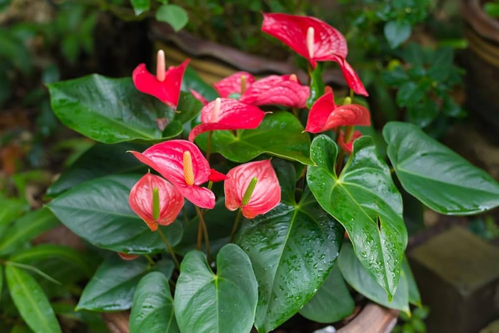 Anthurium Flower seeds for Planting Drought Tolerant Heirloom & GMO Free Seeds for Home Garden