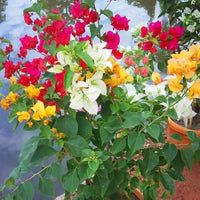 Mixed Bougainvillea plants displaying colorful blooms on a garden trellis.
