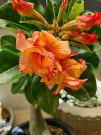 Orange Blossom Seeds for Planting Adenium Obesum flower pot indoor garden