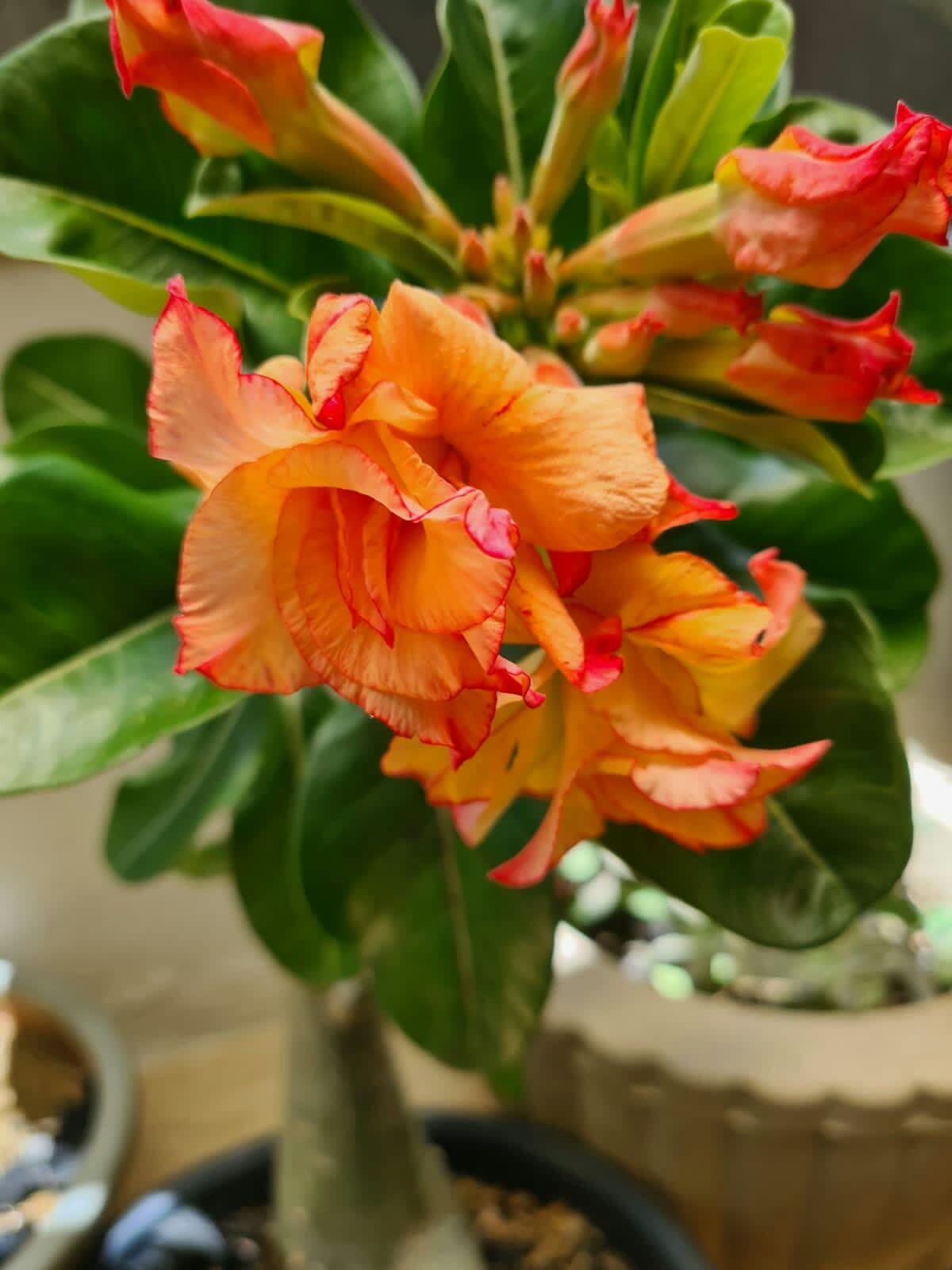 Adenium Obesum Orange Flower seeds for Planting - Pollinator Friendly, Heirloom & GMO Free Seeds for Home Garden
