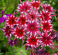 Phlox Twinkle Star Phlox paniculata Seeds for Planting for Flower Bed