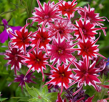 Phlox Twinkle Star Phlox paniculata Seeds for Planting for Flower Bed